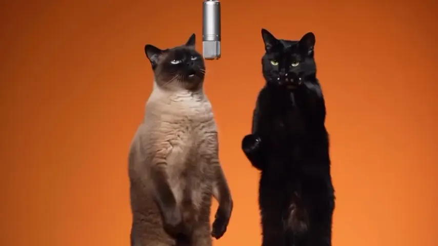 A Siamese and a black cat swapping bars at one shared mic