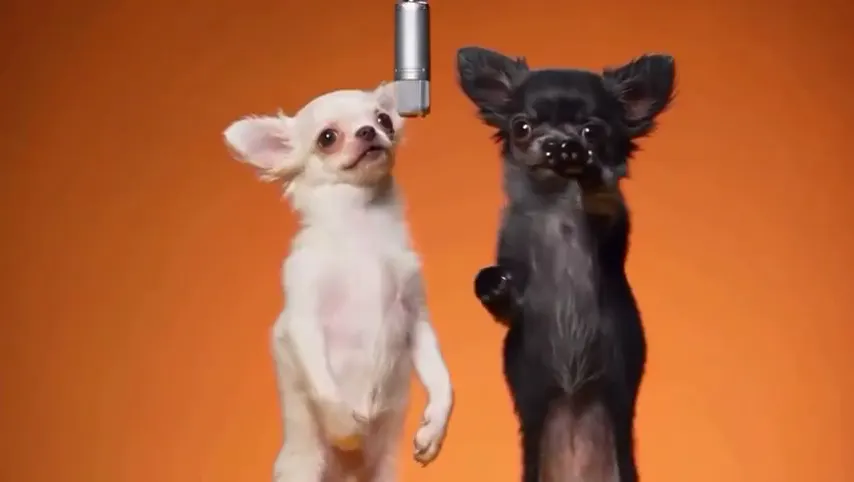 A pair of chihuahuas up on their hind legs, doing the duet